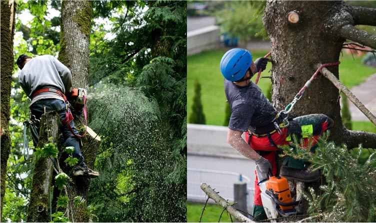 Woodard Tree Service